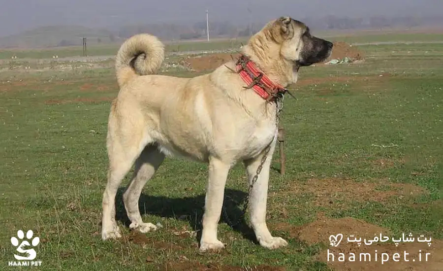 خصوصیات اخلاقی سگ کانگال