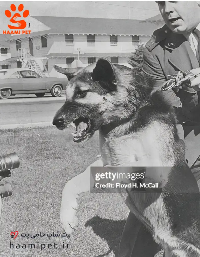 نمو نماد شجاعت و فداکاری