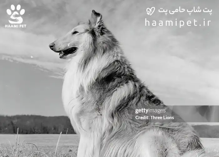 لاسی نماد فداکاری و شجاعت