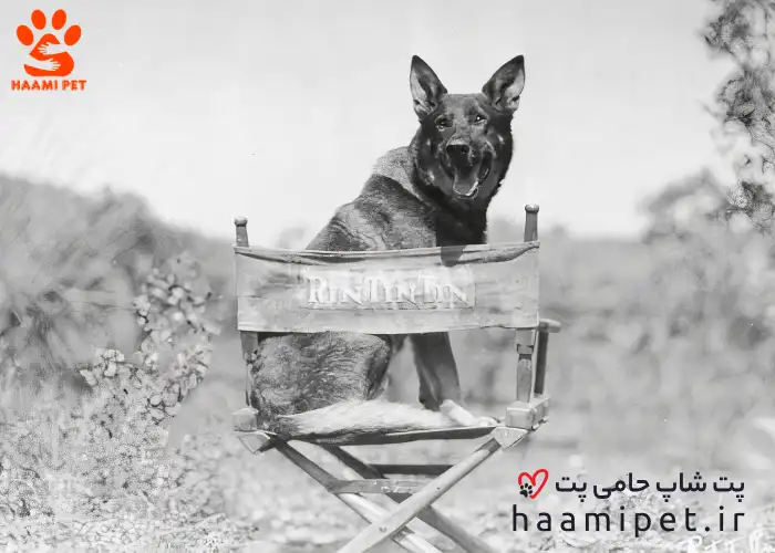 رین تین تین نماد ستاره سینما