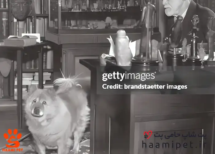 جوفی نماد همدلی