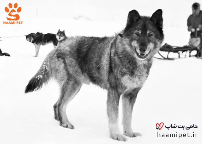 سگ توگو - قهرمان‌ترین حیوانات