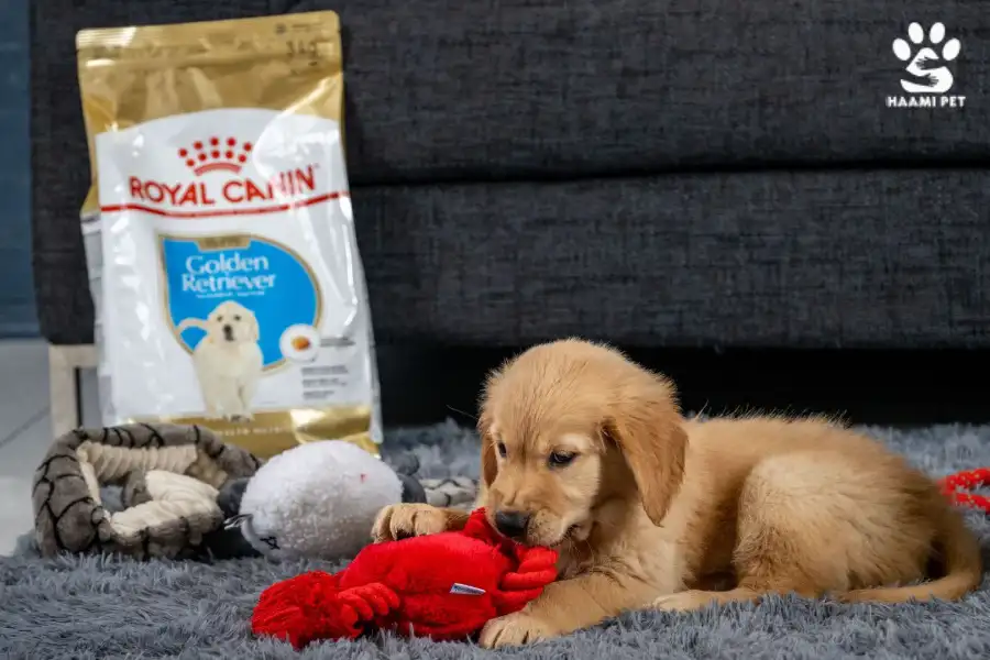 غذای سگ رویال کنین - پت شاپ حامی پت