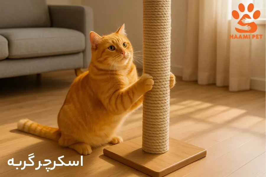 خرید اسکرچر گربه از پت شاپ حامی پت