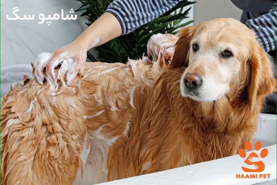استفاده از شامپو سگ در حام سگ - پت شاپ سگ حامی پت