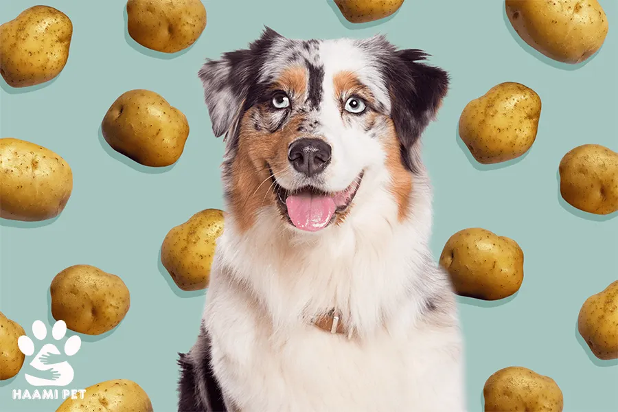 آیا سگ‌ها می‌توانند سیب‌زمینی شیرین بخورند؟