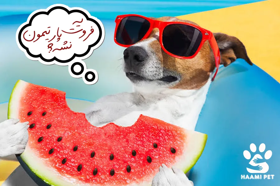 آیا سگ ها می توانند هندوانه بخورند؟ - پت شاپ حامی پت