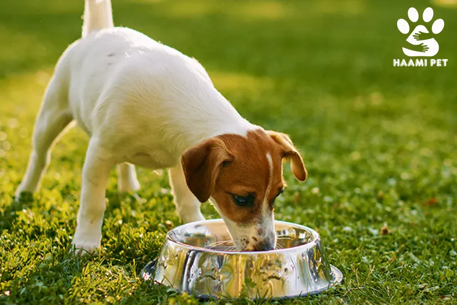 سگ‌ها به چه مقدار آب در روز نیاز دارند؟