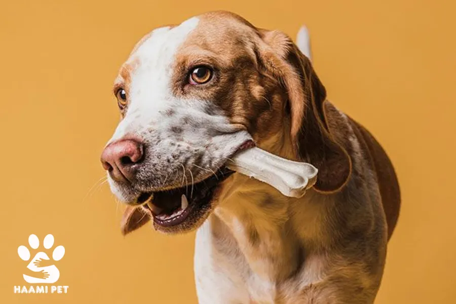 اگر سگ‌تان استخوان مرغ خورد چه کار کنید