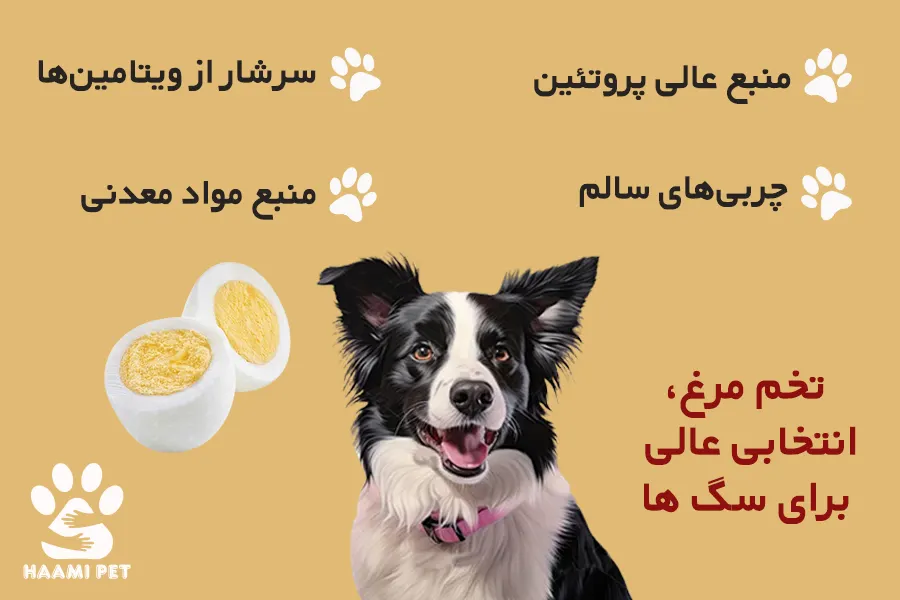 آیا تخم مرغ برای سگ انتخاب خوبی است؟ - پت شاپ حامی پت