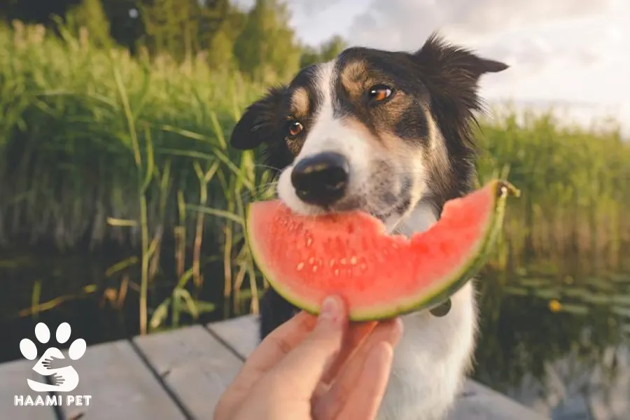 آیا سگ‌ها می‌توانند هندوانه بخورند؟