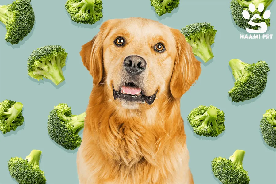 آیا سگ‌ها می‌توانند بروکلی بخورند؟