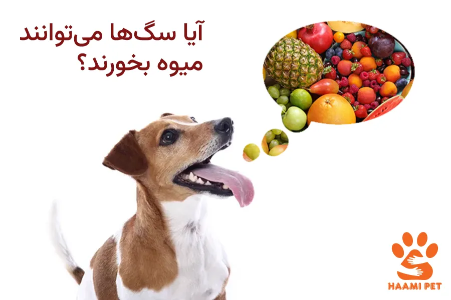 آیا سگ‌ها می‌توانند میوه بخورند؟ پت شاپ حامی پت