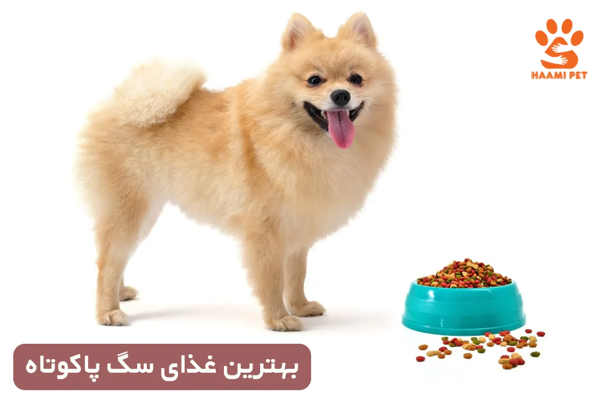 برنامه غذای سگ پاکوتاه پشمالو، بهترین غذاهای خانگی + آماده