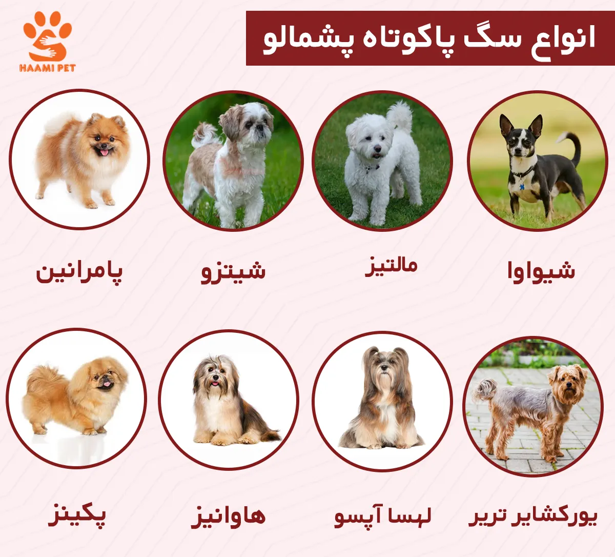 انواع سگ پاکوتاه پشمالو - حامی پت