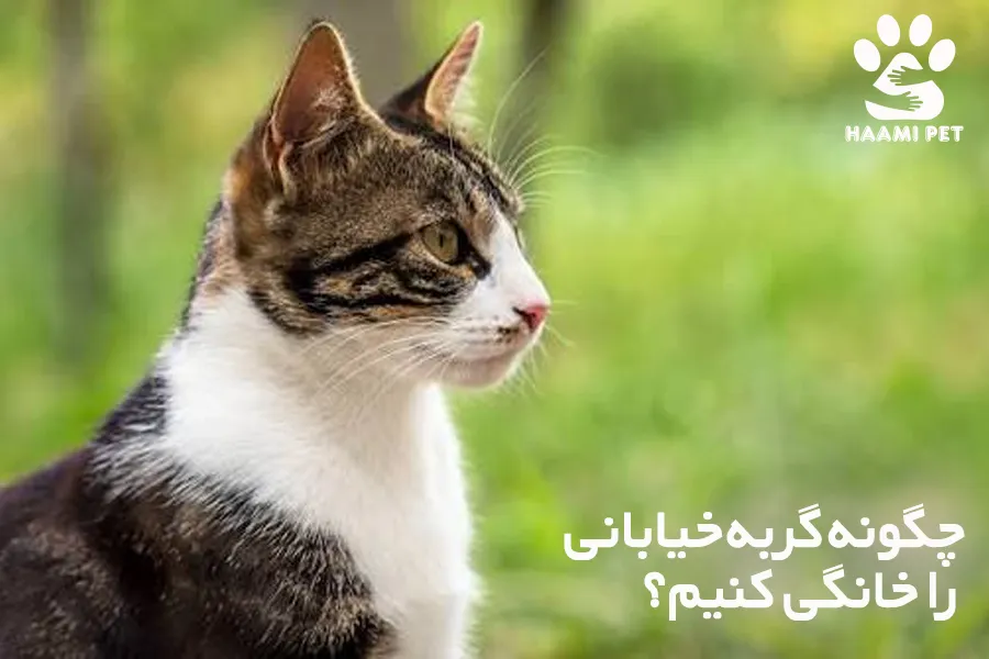 چگونه گربه خیابانی را خانگی کنیم - فروشگاه حامی پت