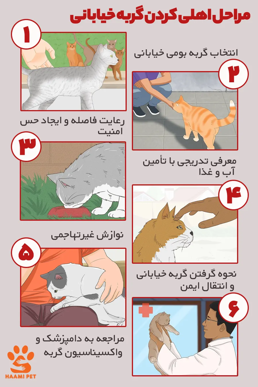 مراحل اهلی کردن گربه خیابونی - فروشگاه حامی پت