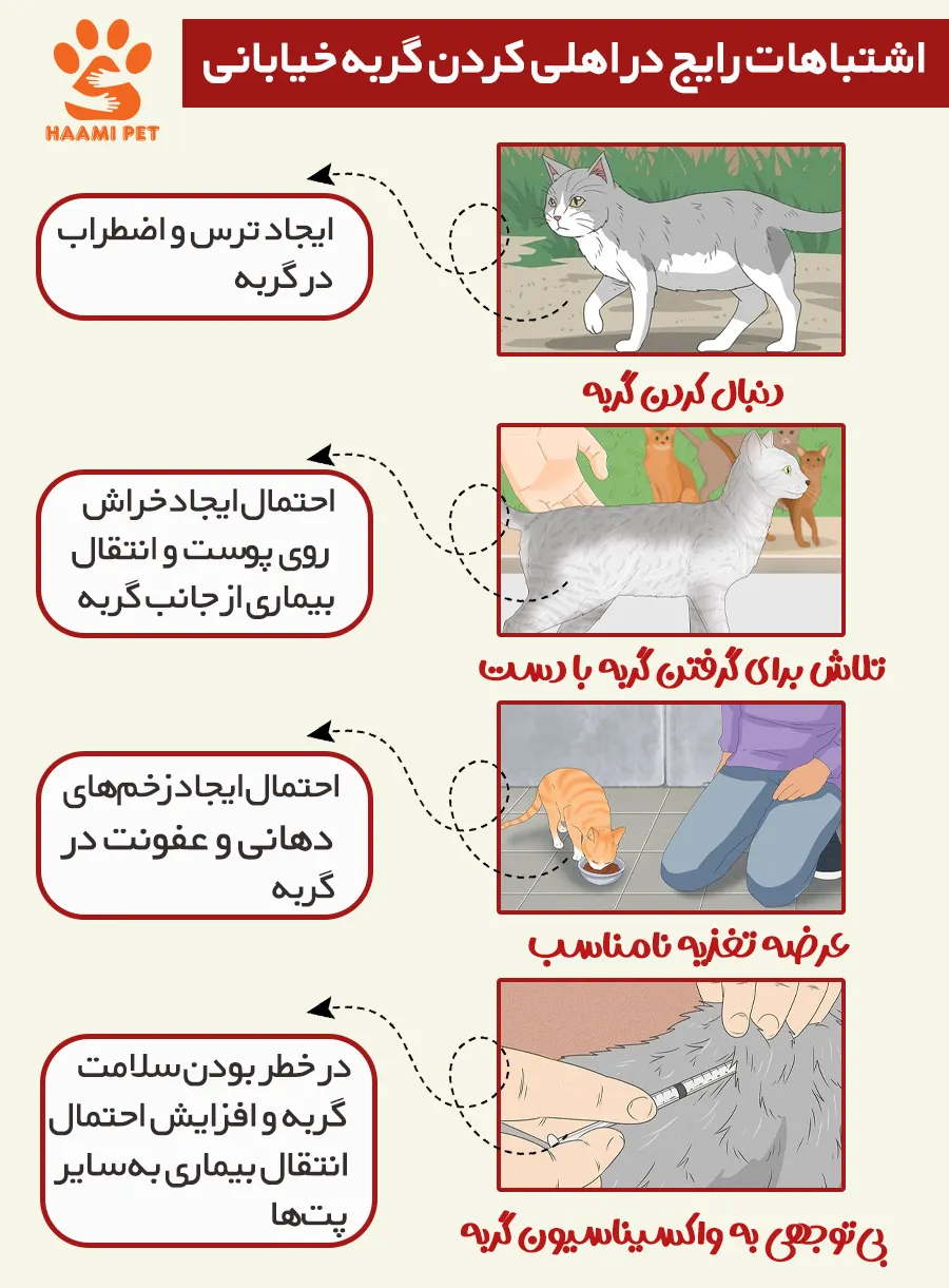 اشتباهات رایج در اهلی کردن گربه های خیابانی - فروشگاه حامی پت