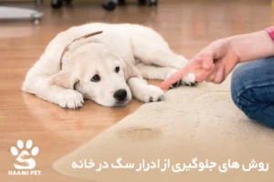 جلوگیری از ادرار سگ در خانه - فروشگاه حامی پت