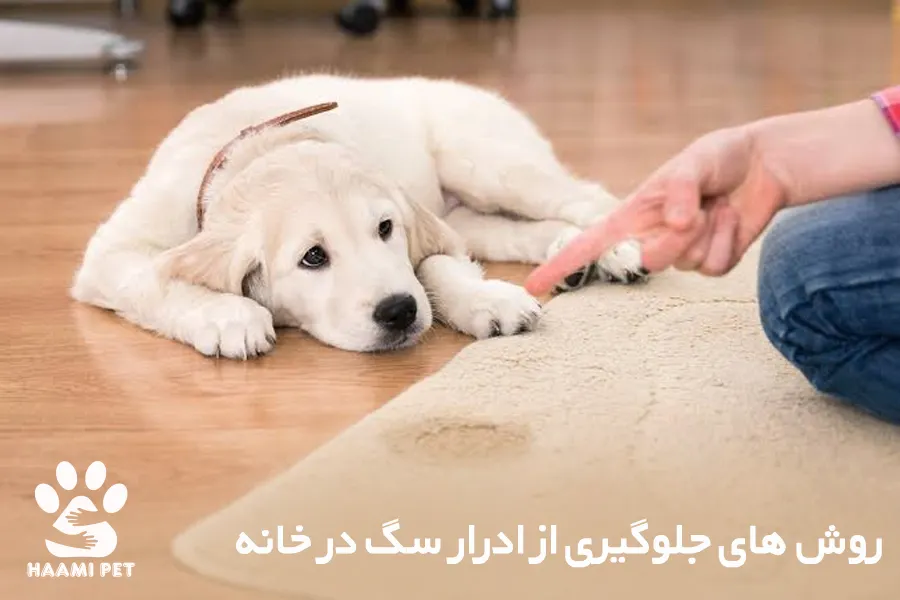 جلوگیری از ادرار سگ در خانه - فروشگاه حامی پت