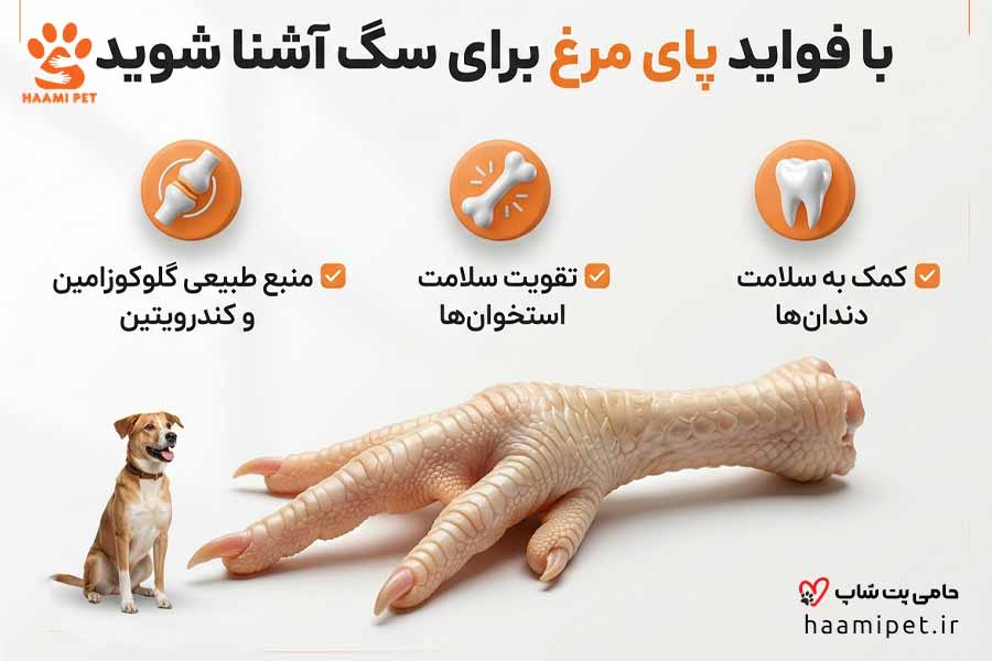 با فواید پای مرغ برای سگ آشنا شوید - پت شاپ حامی پت