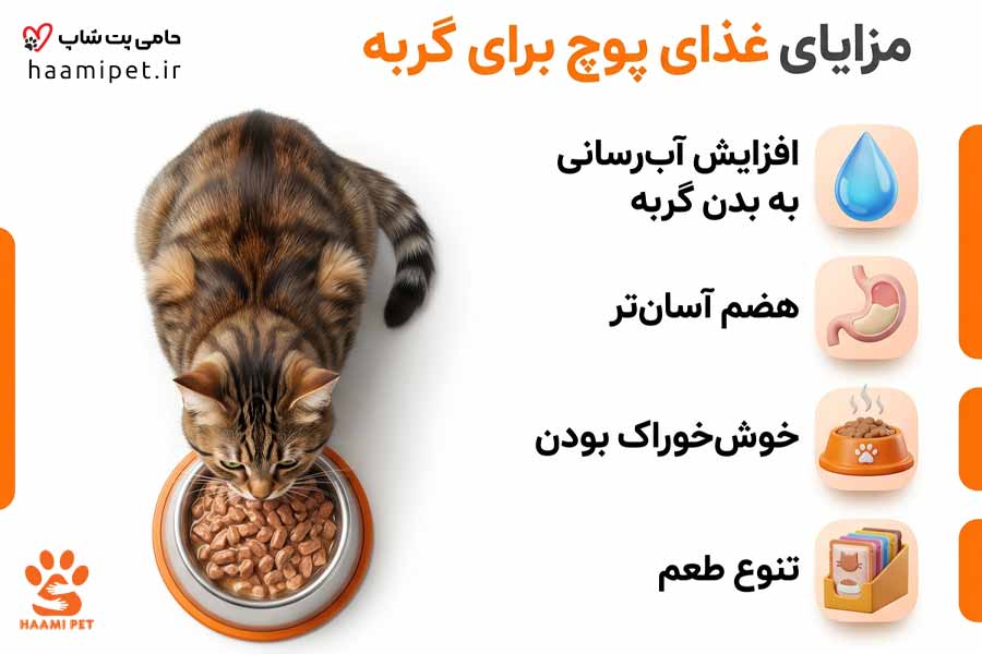 مزایای غذای پوچ برای گربه - پت شاپ حامی پت