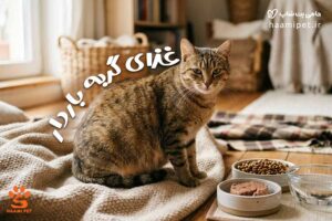 غذای گربه باردار چیست؟ بایدها و نبایدهای تغذیه گربه حامله - پت شاپ حامی پت