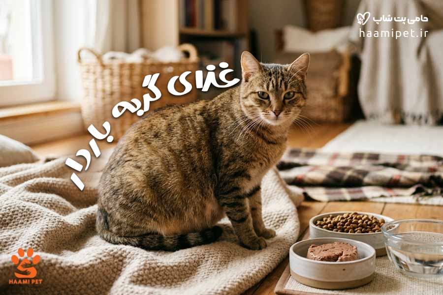 غذای گربه باردار چیست؟ بایدها و نبایدهای تغذیه گربه حامله - پت شاپ حامی پت