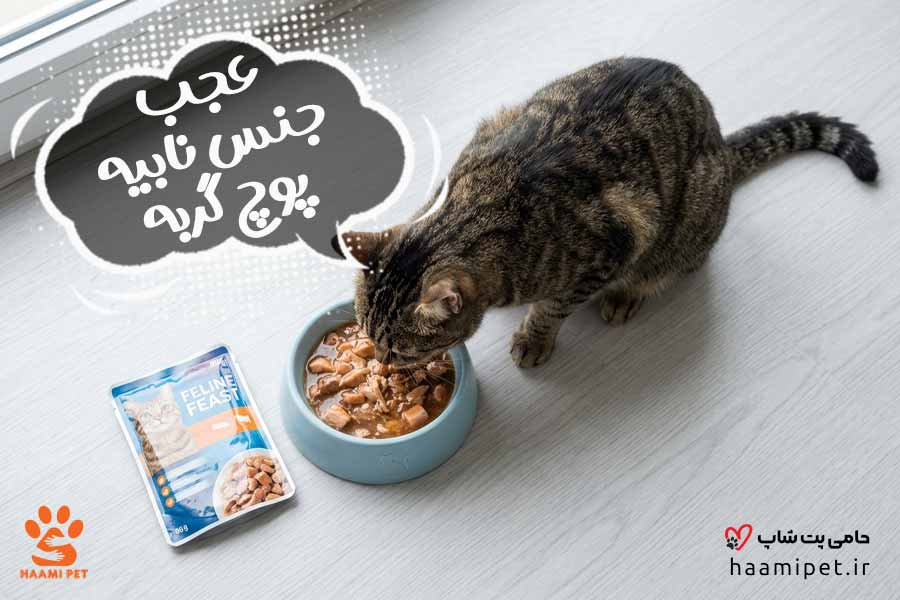 غذای پوچ گربه چیست؟ - پت شاپ حامی پت