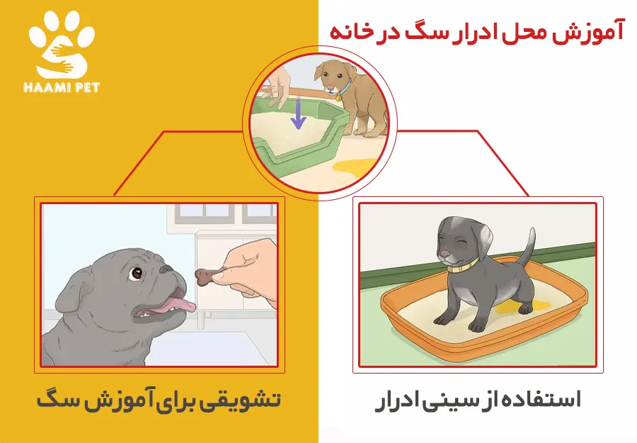 آموزش محل ادرار سگ در خانه - حامی پت