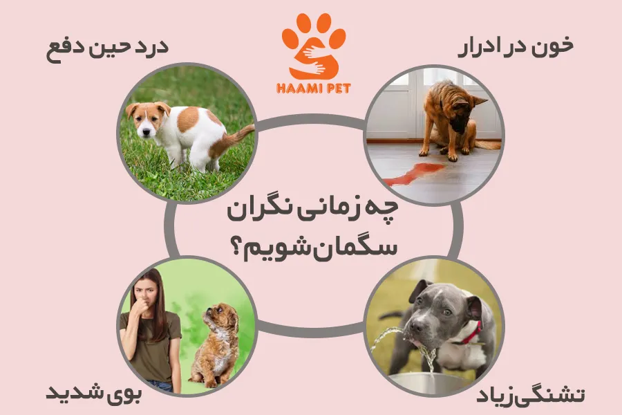 چه زمانی نگران سگمان شویم - فروشگاه حامی پت