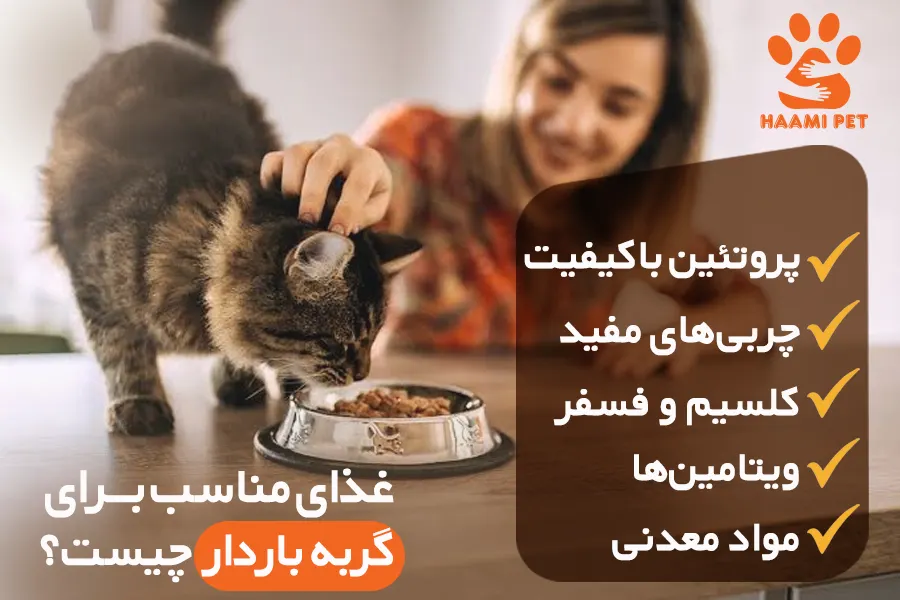 غذای مناسب برای گربه باردار چیست - فروشگاه حامی پت