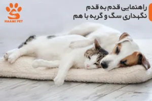 همه چیز درباره نگهداری سگ و گربه با هم - پت شاپ حامی پت