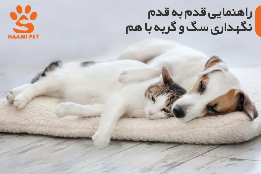 همه چیز درباره نگهداری سگ و گربه با هم - پت شاپ حامی پت