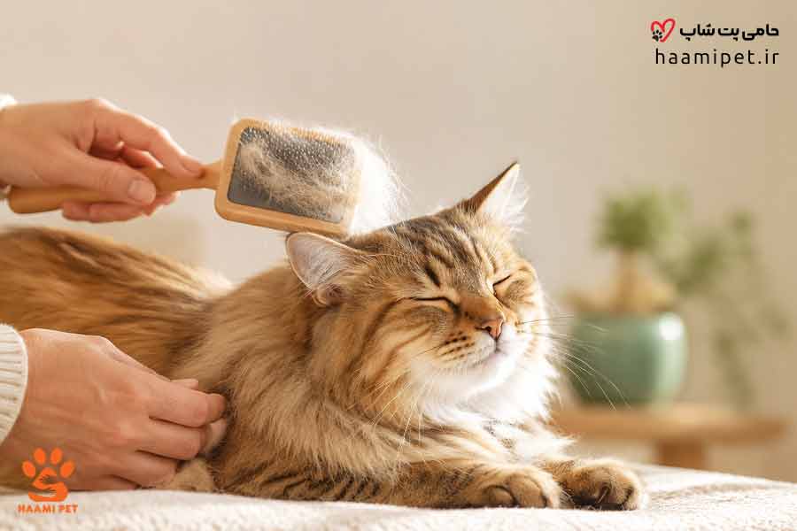 چگونه علت ریزش موی گربه را تشخیص دهیم؟ - پت شاپ حامی پت