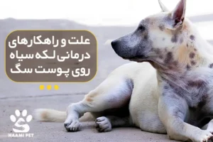 لکه‌های سیاه روی پوست سگ - پت شاپ حامی پت