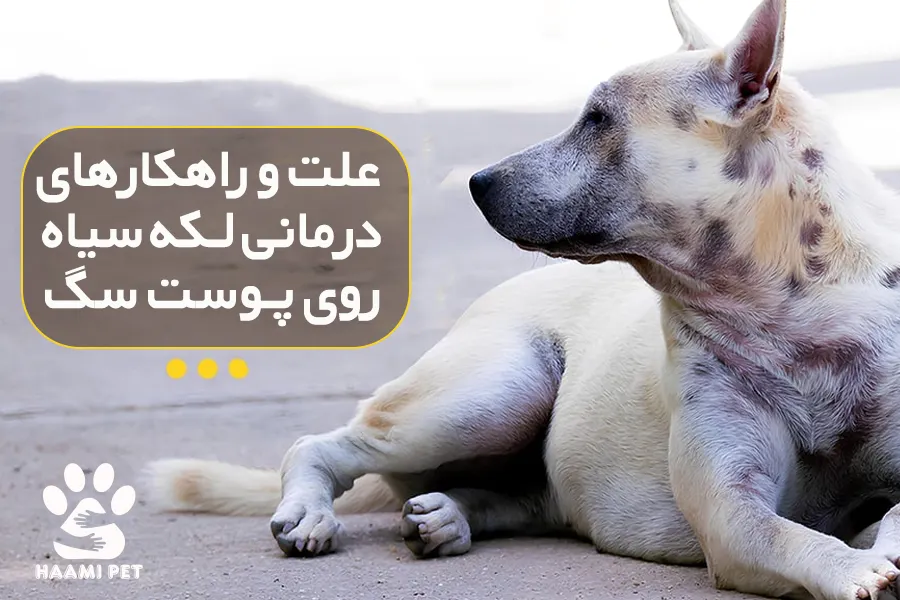 لکه‌های سیاه روی پوست سگ - پت شاپ حامی پت