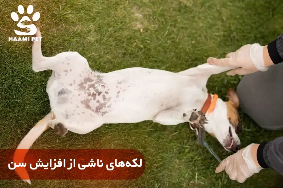 دلایل رایج ایجاد لکه‌ های سیاه روی پوست سگ: لکه های ناشی از افزایش سن - پت شاپ حامی پت