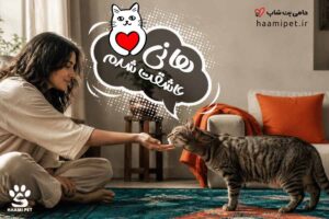 چگونه گربه را عاشق خودمان کنیم؟ مهم‌ترین رازهای اهلی کردن گربه - پت شاپ حامی پت