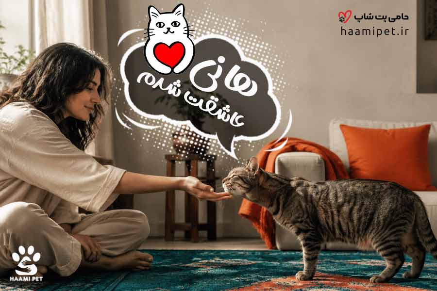 چگونه گربه را عاشق خودمان کنیم؟ مهم‌ترین رازهای اهلی کردن گربه - پت شاپ حامی پت