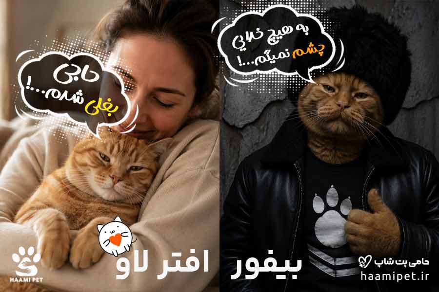 اهلی کردن گربه - پت شاپ حامی پت 