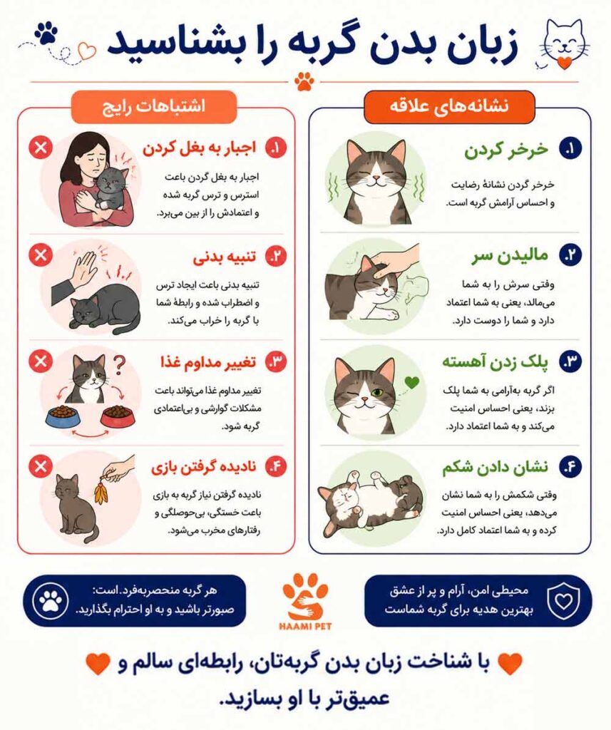 برای اهلی کردن زبان بدن گربه را بشناسید - پت شاپ حامی پت 