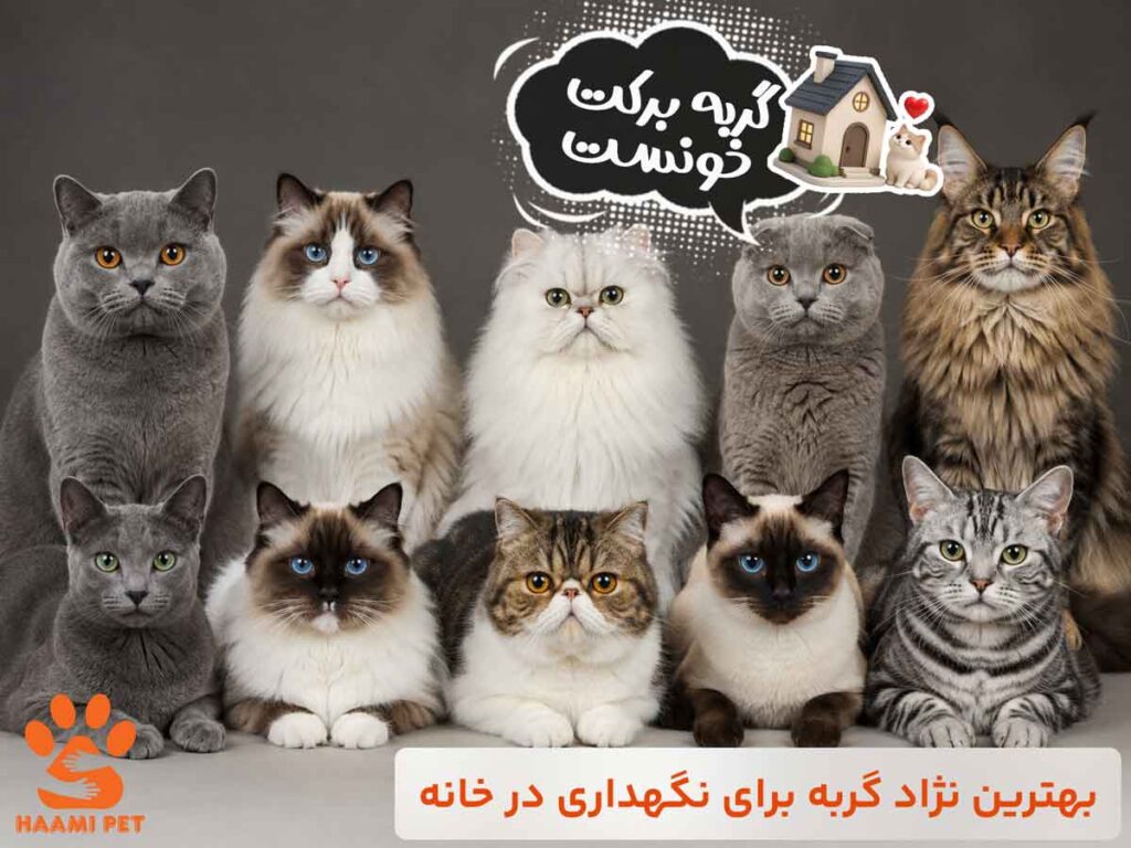 بهترین نژاد گربه برای نگهداری در خانه | آشنایی با خلق و خوی هر کدام - پت شاپ حامی پت