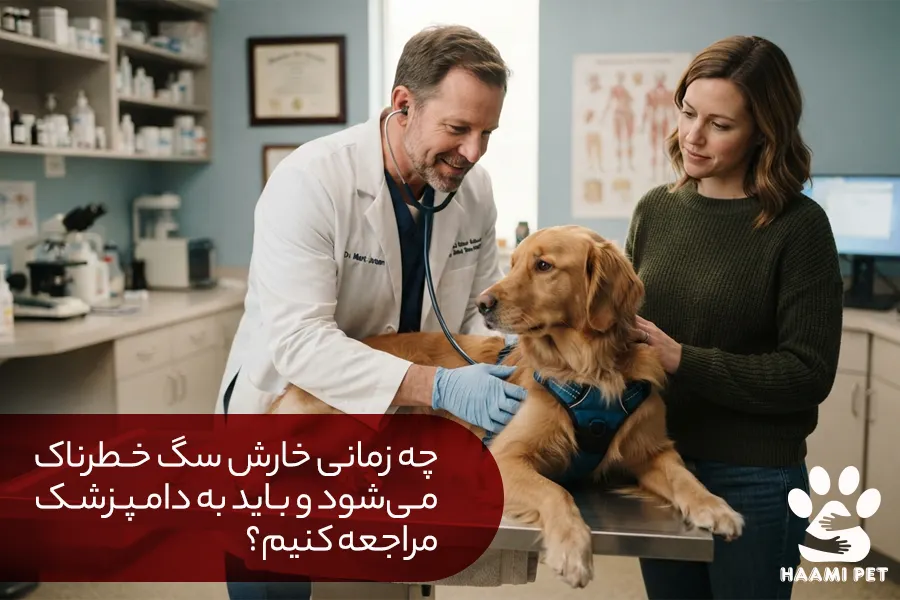 چه زمانی خارش سگ خطرناک می‌شود و باید به دامپزشک مراجعه کنیم - پت شاپ حامی پت