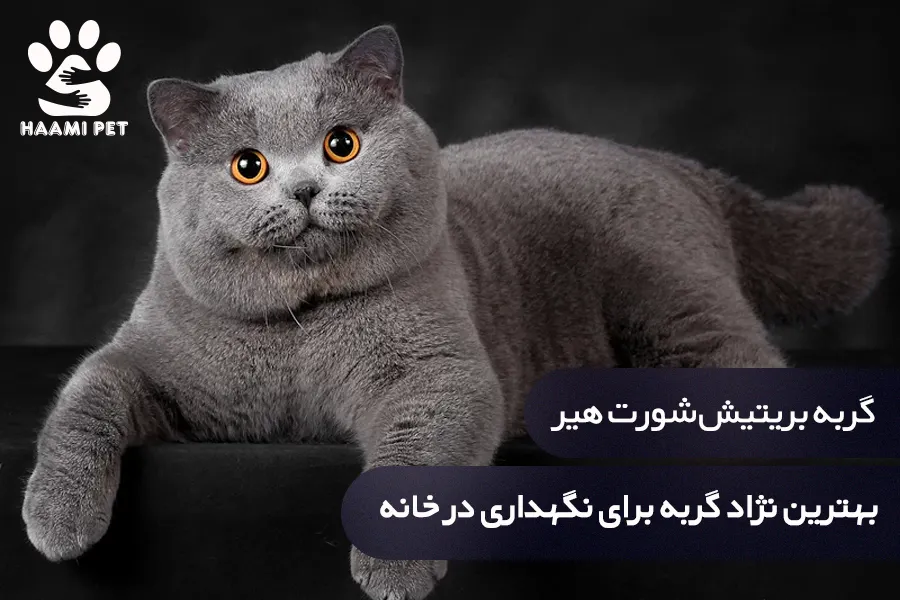 گربه بریتیش شورت هیر: بهترین نژاد گربه برای نگهداری در خانه - پت شاپ حامی پت