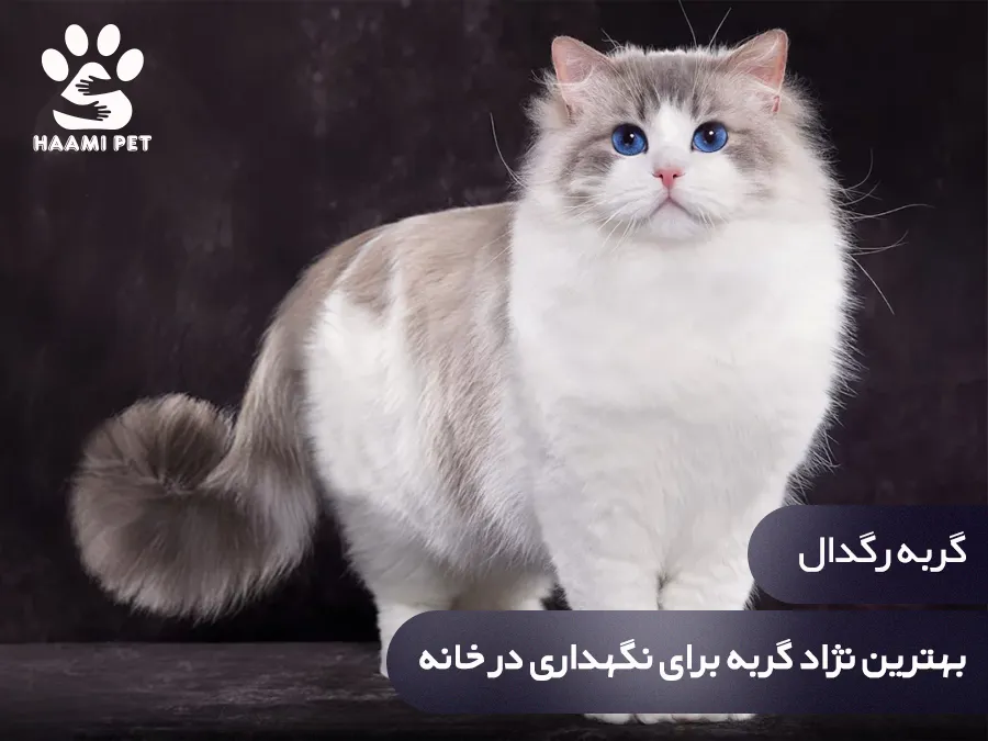 گربه رگدال: بهترین نژاد گربه برای نگهداری در خانه - پت شاپ حامی پت