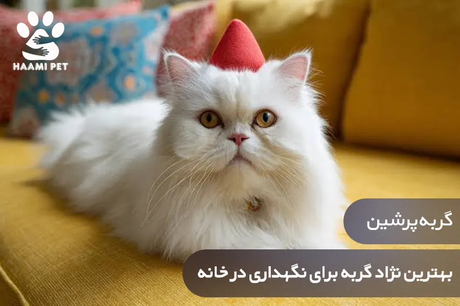 گربه پرشین: بهترین نژاد گربه برای نگهداری در خانه - پت شاپ حامی پت