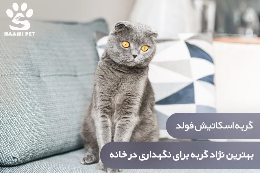 گربه اسکاتیش فولد: بهترین نژاد گربه برای نگهداری در خانه - پت شاپ حامی پت