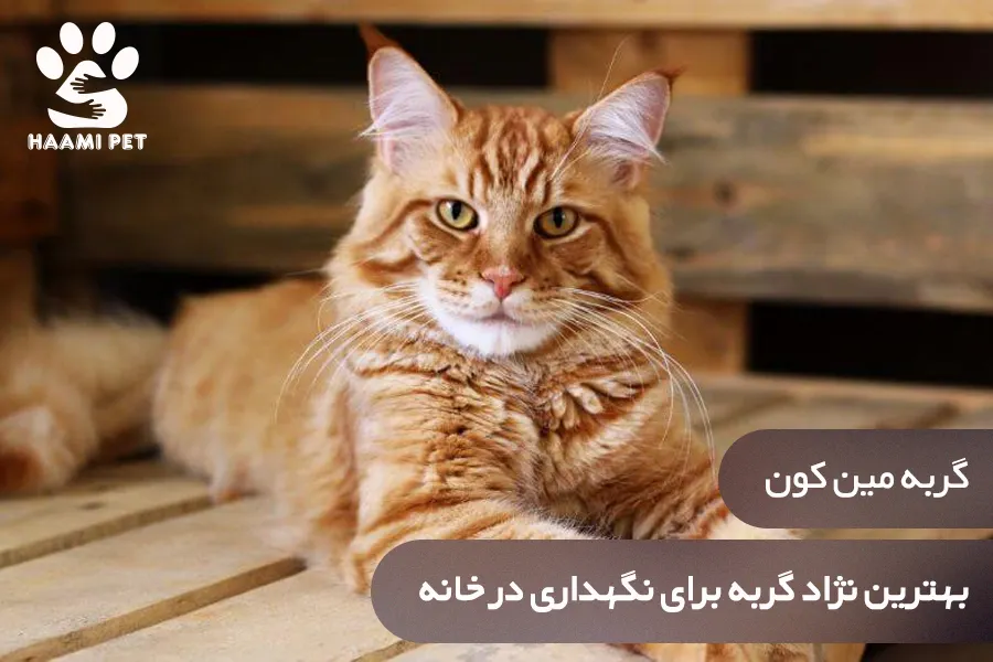 گربه مین کون: بهترین نژاد گربه برای نگهداری در خانه - پت شاپ حامی پت