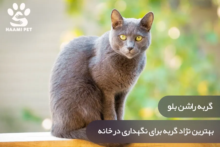 گربه راشن بلو: بهترین نژاد گربه برای نگهداری در خانه - پت شاپ حامی پت